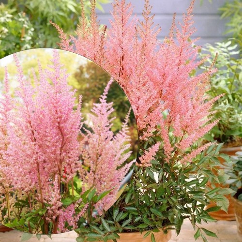 Astilbe arendsii 'Erika'  - Arendsi astilbe 'Erika' P9/0,55L  